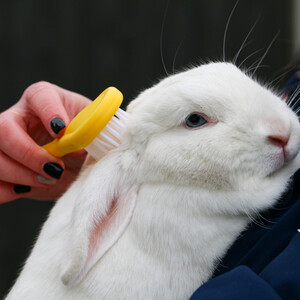 Small Animal Bristle Brush