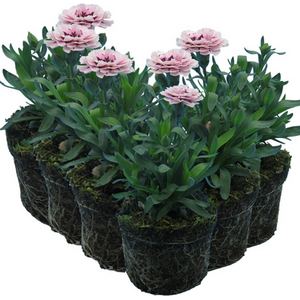 Carnation Purple Star 10.5cm x 3 or 6  Fragrant, Starry Blooms in Rich Purple