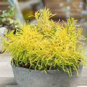 Marshalls Garden Santolina rosmarinifolia 'Lemon Fizz' 9cm Plant