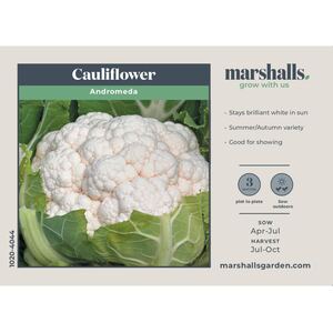 Marshalls Garden Andromeda Cauliflower Seeds - Summer/Autumn, white compact curds, 10 seeds
