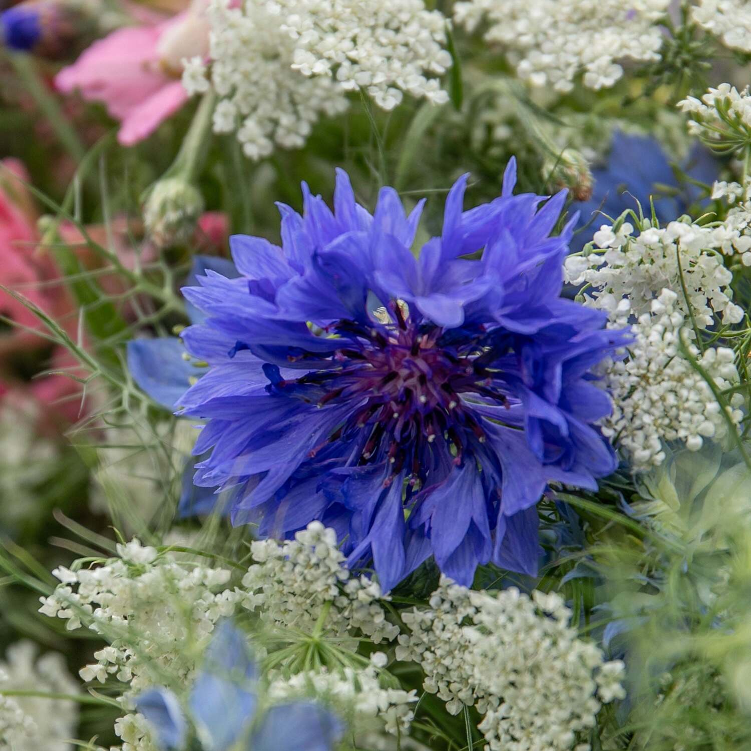 Unwins Wildflower Seeds - Cornflower (Centaurea Cyanus) - Blue