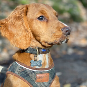 Country Check Adjustable Collar