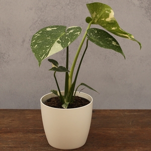 Plant Theory Monstera Thai Constellation 12cm Pot