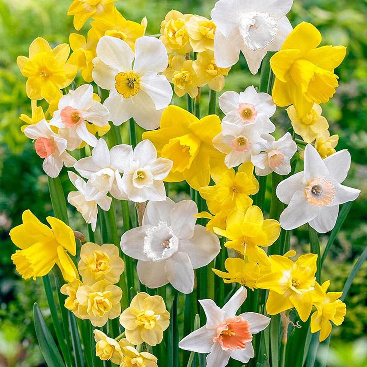 30 Dwarf Daffodil Bulbs Scented Mix Spring Flowering Bulbs Mini Daffodils