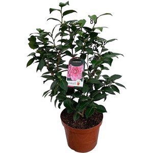 Bougainvillea Sandriana Frame Plant Assorted