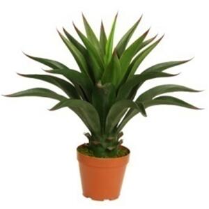 Leaf Design UK Artificial Yukka Tropical House Plant