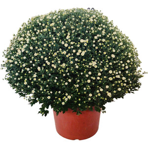 Bougainvillea Sandriana Frame Plant Assorted