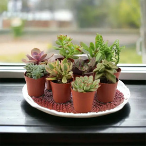 Mixed Succulents Pack of 10 Easy Care Indoor Plants