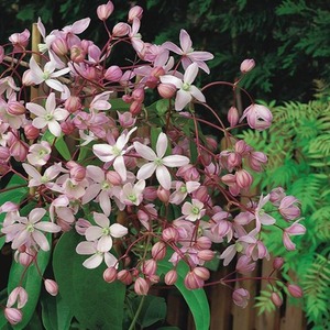 Clematis Hendersonii Rubra Pink Flowering Vine Climbing Plant