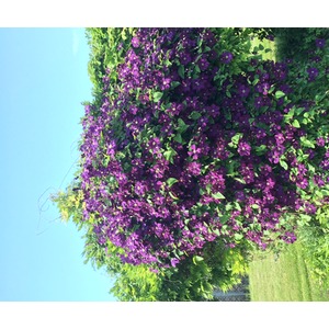 Clematis viticella Etoile Violette