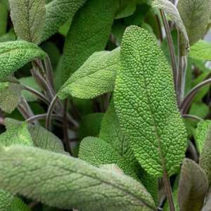 Marshalls Garden Sage (Salvia officinalis)