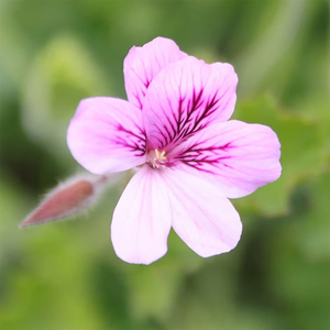 Set of 3 Torrento Bedding Plant Pelargonium in 9cm Pots