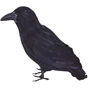 Bristol Novelty Feather Raven