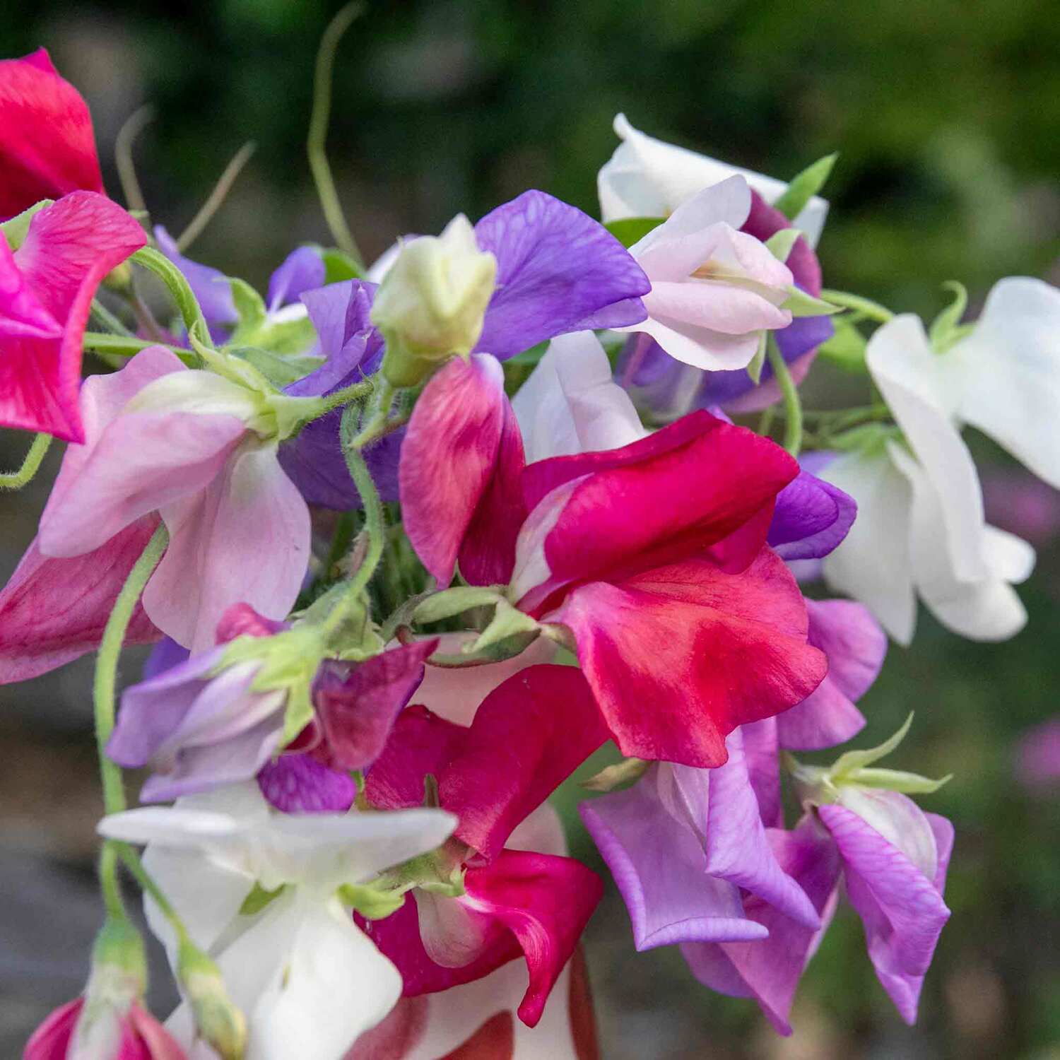 Unwins Sweet Pea Seeds 'Galaxy Mix' - Neutral