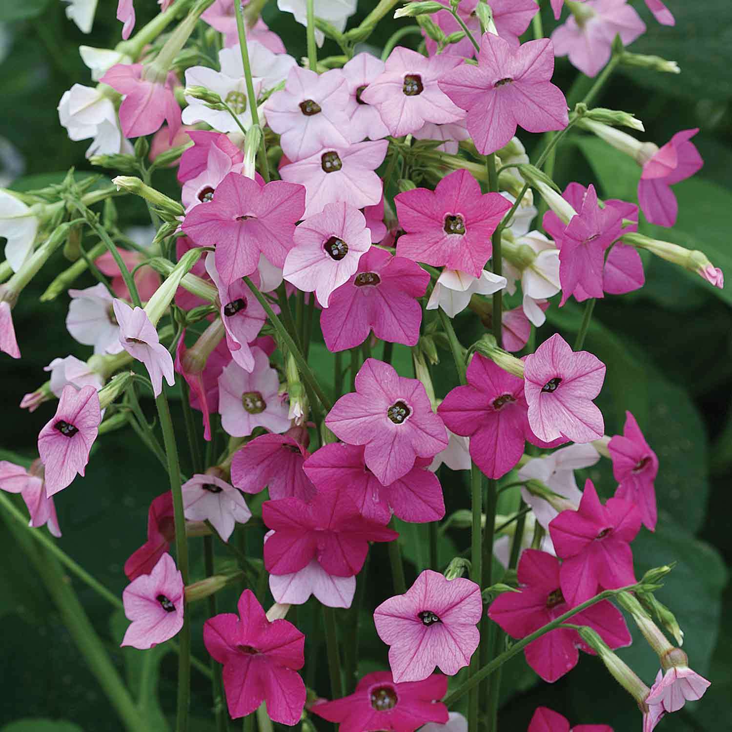 Unwins Nicotiana Seeds 'Whisper Mix' - Pink