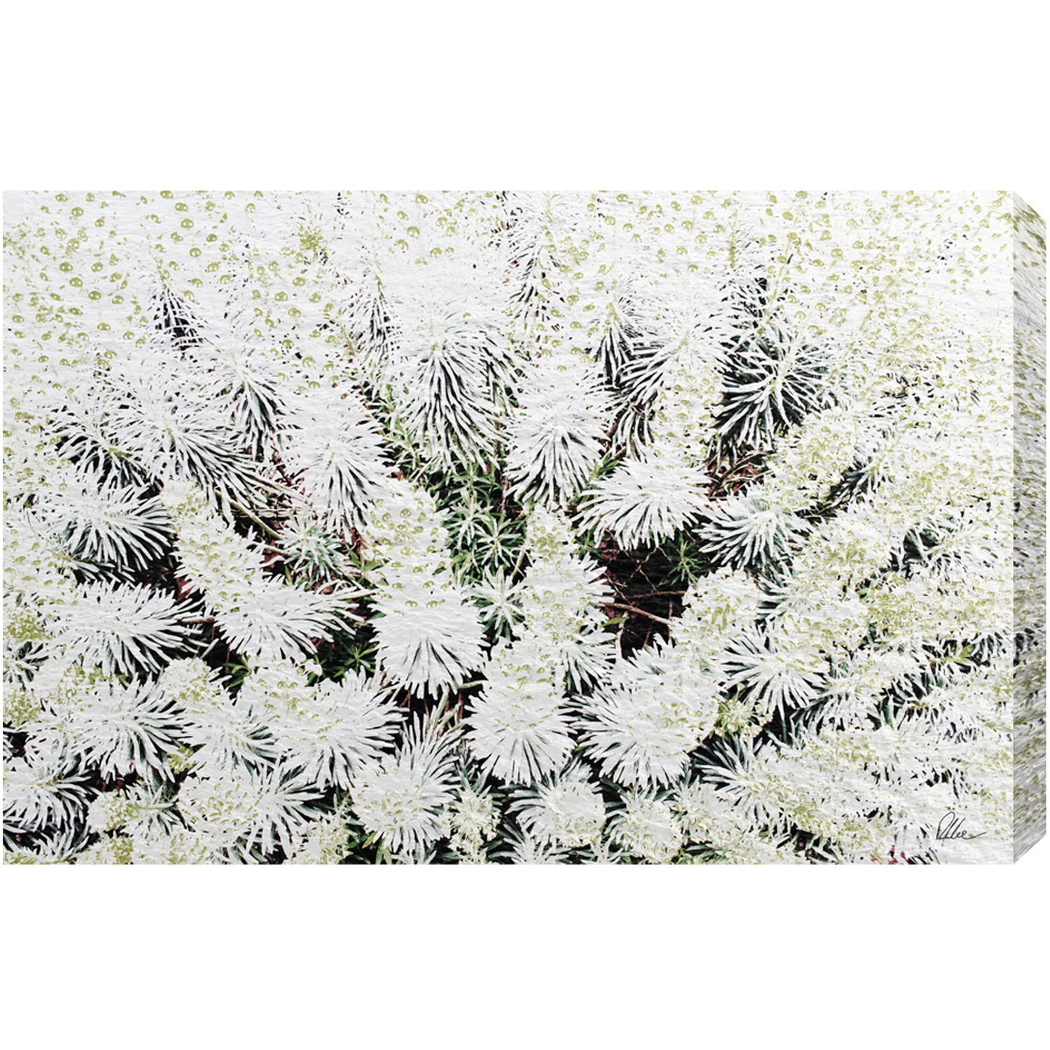 French Beautifully White Graphic Art Wrapped on Canvas - White / 112cm
