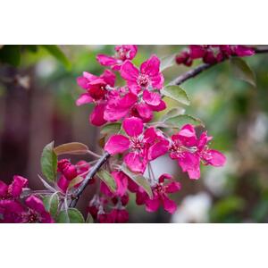 Malus Crimson Cascade Weeping Crab Apple Tree, 6ft, 12L Pot by Directplants