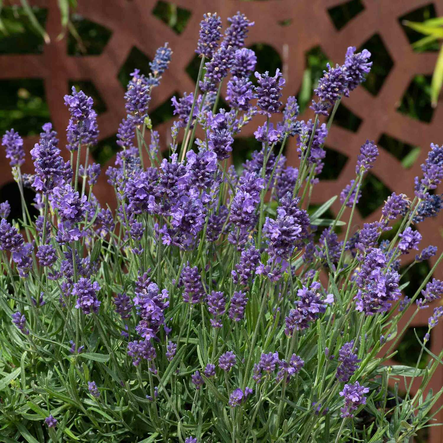 Marshalls Garden Lavender 'Munstead Strain' - Purple