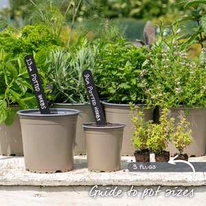 Marshalls Garden Lemon Thyme Plant (Thymus vulgaris)
