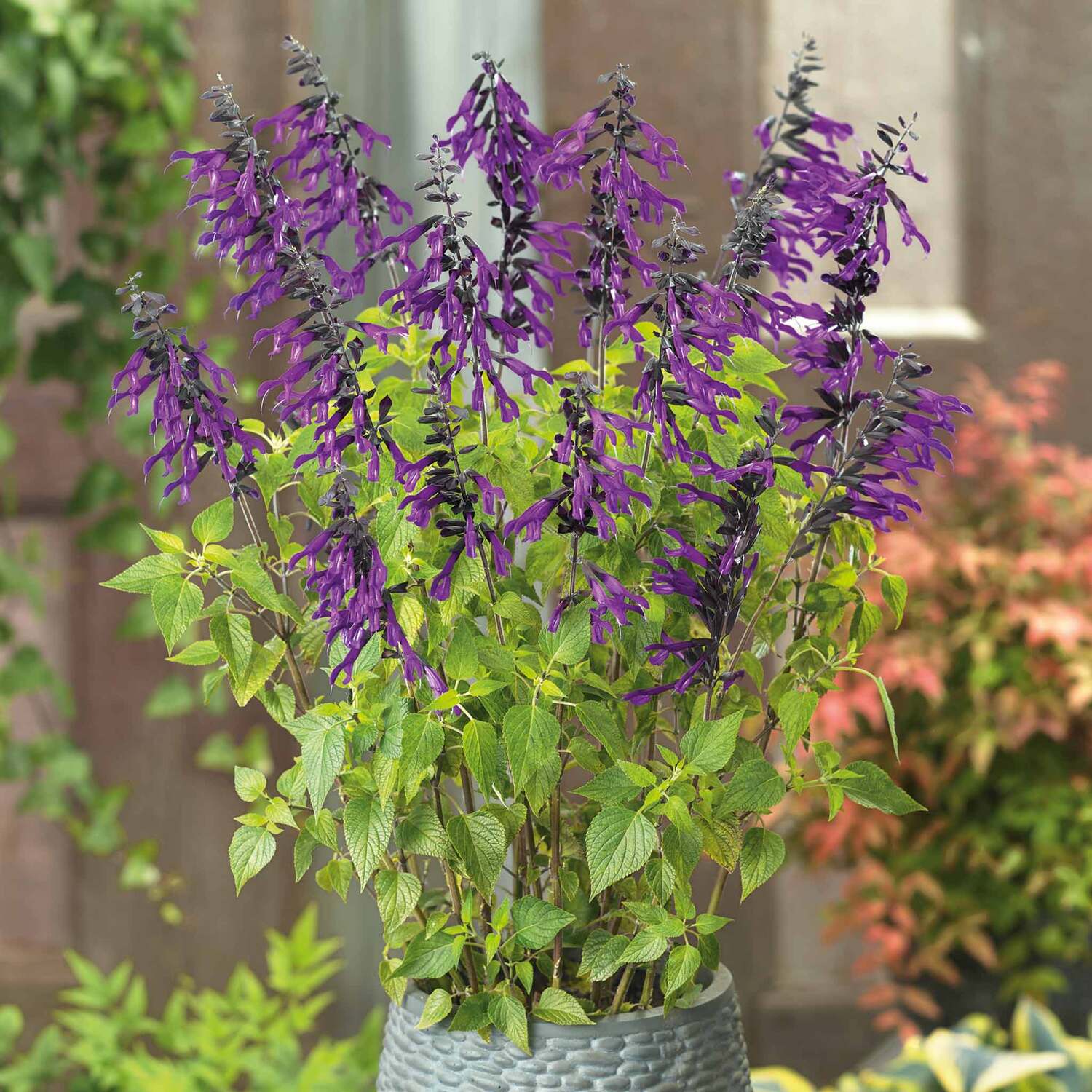 Marshalls Garden Salvia 'Amistad' - Hardy Perennial, Deep Velvety Purple Blooms - Purple / 6