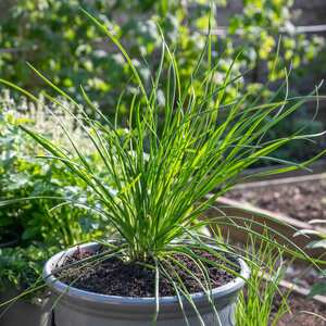 Marshalls Garden Chives Seeds, Fine-Leaved Allium schoenoprasum