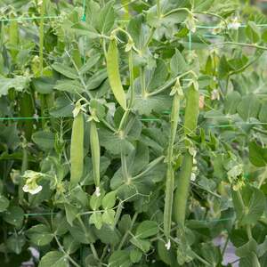 Marshalls Garden Snow Wind F1 Mangetout Pea Seeds - RHS AGM