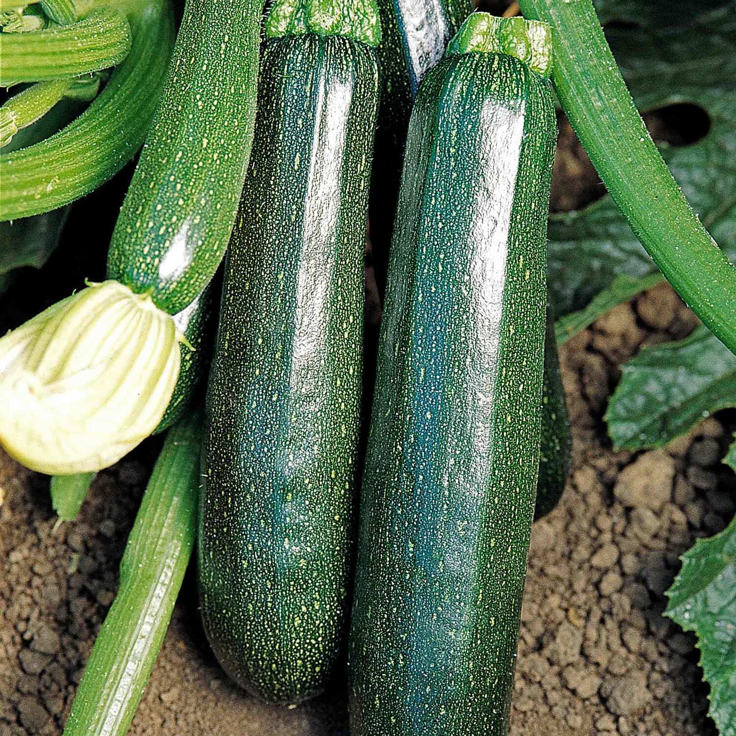 Marshalls Garden Marion F1 Hybrid Nantes Carrot Seeds - 500 seeds - Orange