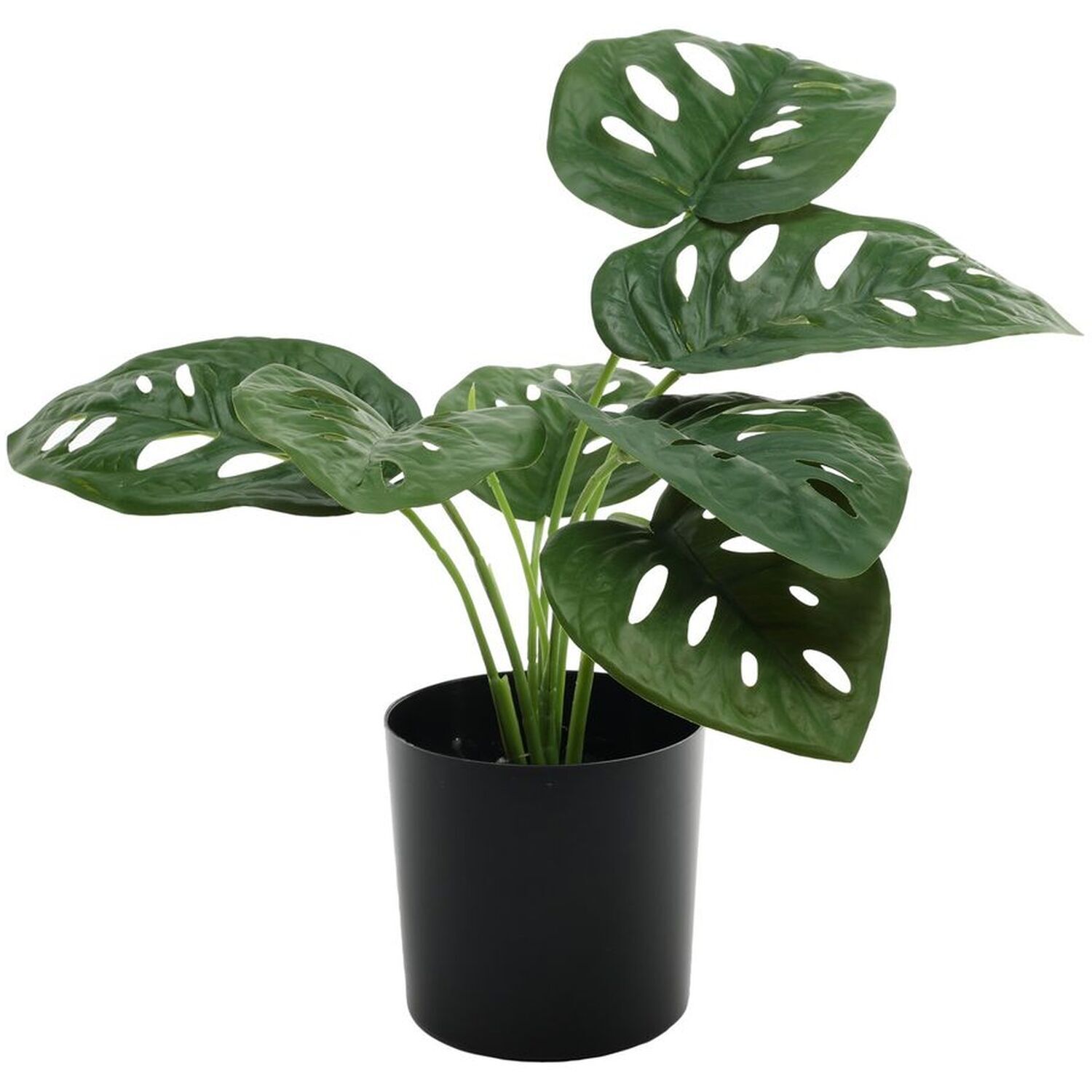 Monstera Potted House Plant - Green
