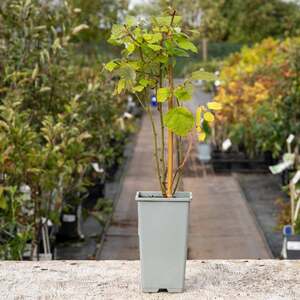 Japanese Wineberry Plant - Marshalls Garden