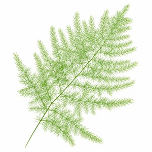 Asparagus Lace Fern Houseplant 1L