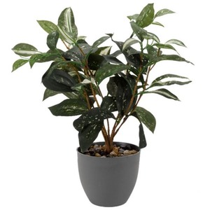 Artificial Japanese Laurel Plant