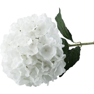 Giant Head Hydrangea Single Stem