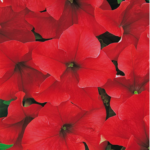 Petunia Surfinia Deep Red 3 Plants Trailing Garden Colour