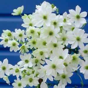 Clematis Early Sensation White Flowering Vine Climbing Plant