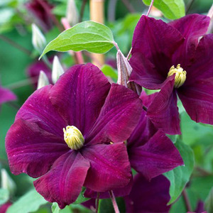 Clematis Warszawska Nike Burgundy Flowering Vine Climber