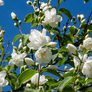 Marshalls Garden Philadelphus 'Virginal' Fragrant white double-flowered shrub 2500-3000 mm 9cm Plant