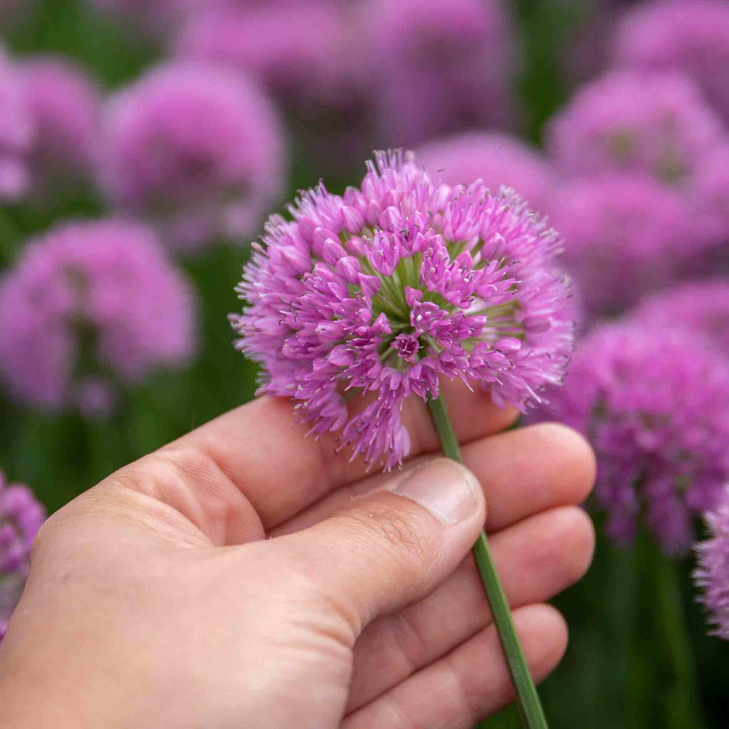 Marshalls Garden Allium 'Millennium' (Allium senescens) - Purple