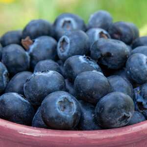 Marshalls Garden Lowberry Blueberry 'Little Blue Wonder'