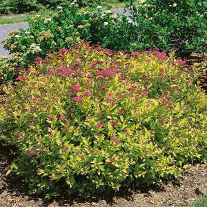Marshalls Garden Spiraea japonica 'Magic Carpet'