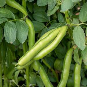 Marshalls Garden De Monica Broad Bean Seeds - RHS-recommended disease-resistant, 45 seeds