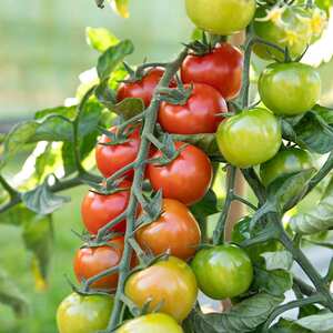 Marshalls Garden Sweet Million F1 Cherry Tomato Seeds - Compact cordon, RHS Award-winning