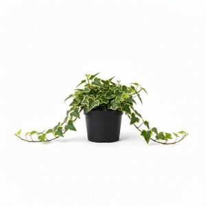 Ivy Gold Variegated (Hedera) - Pack of 3 Trailing Plants