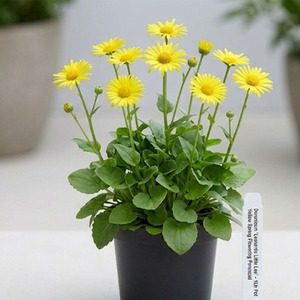 Doronicum Leonardo - Early Yellow Flower 1L