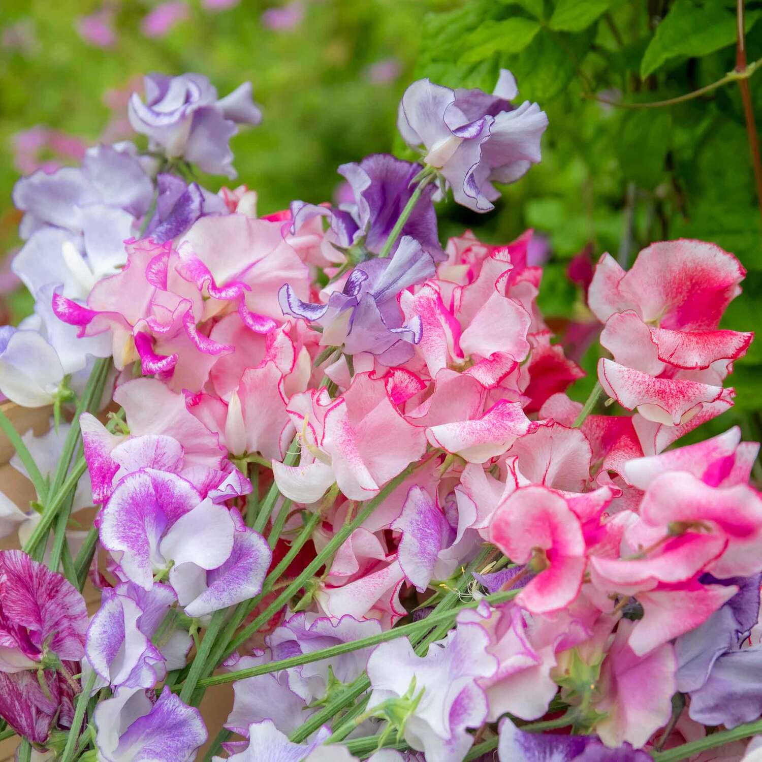 Unwins Sweet Pea Seeds 'Unwins Ripple Mix' - Neutral