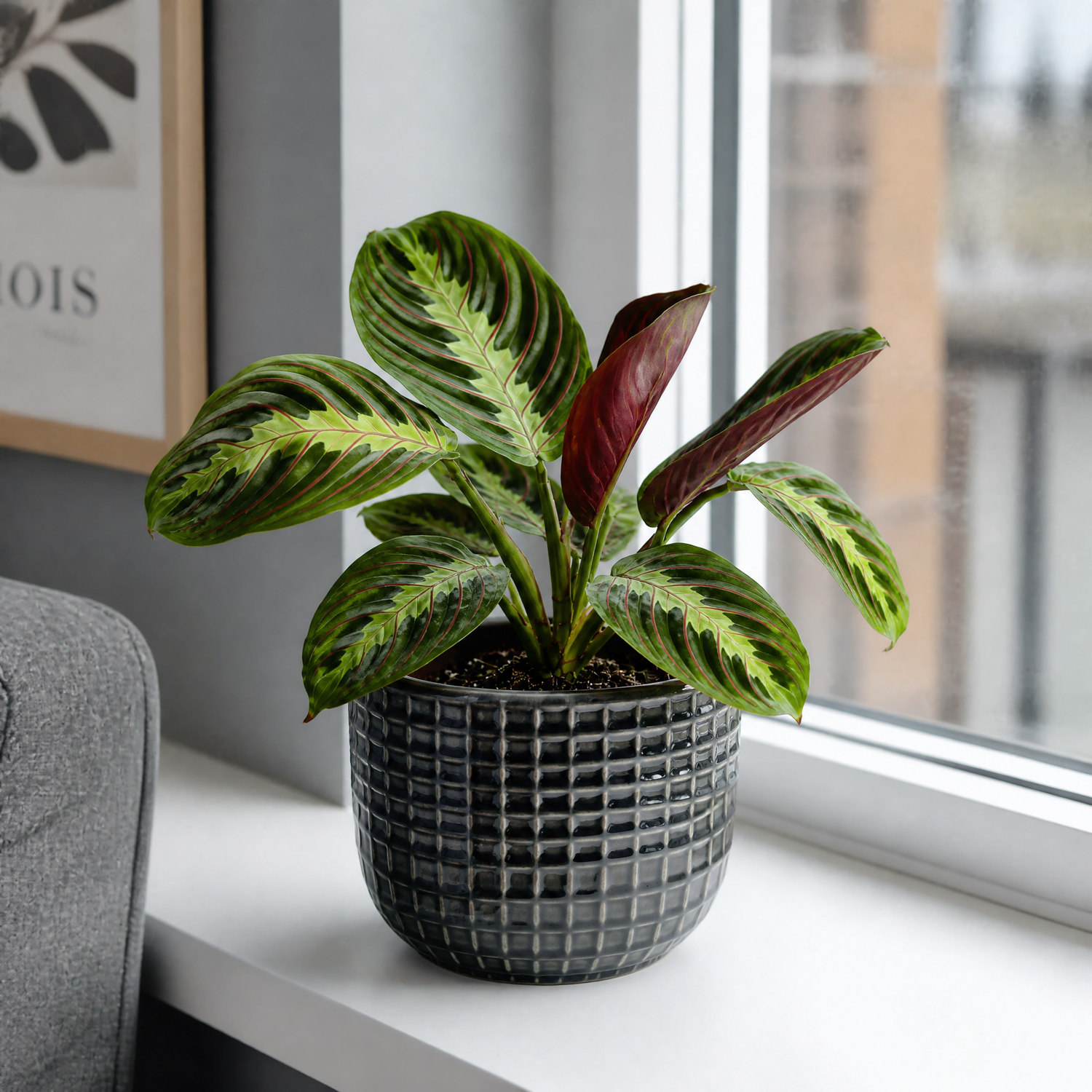 Plants By Post Maranta Leuconeura Prayer Plant G - Grey Ceramic