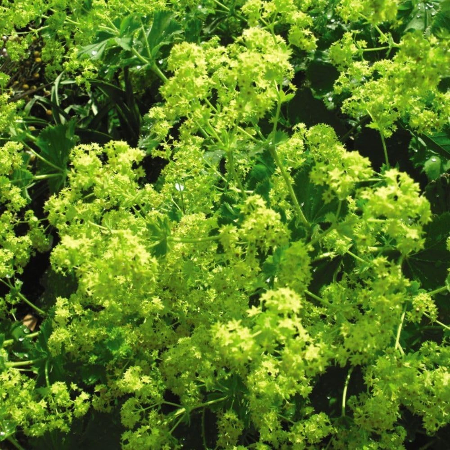 Thompson & Morgan Alchemilla mollis 9cm Potted Plant - Green Lady's Mantle - Image 2