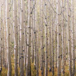 Birch Tree Mural Wallpaper