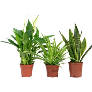 Air Purifying Plant Collection Indoor House Plants