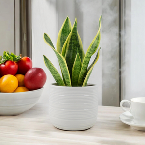 Sansevieria Superba 12cm Pot - Indoor Snake Plant Air Purifying