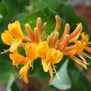 Lonicera Tellmanniana Tellmanns Honeysuckle Yellow Vine Plant